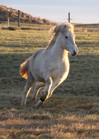 silfurt_001 silfurt_001